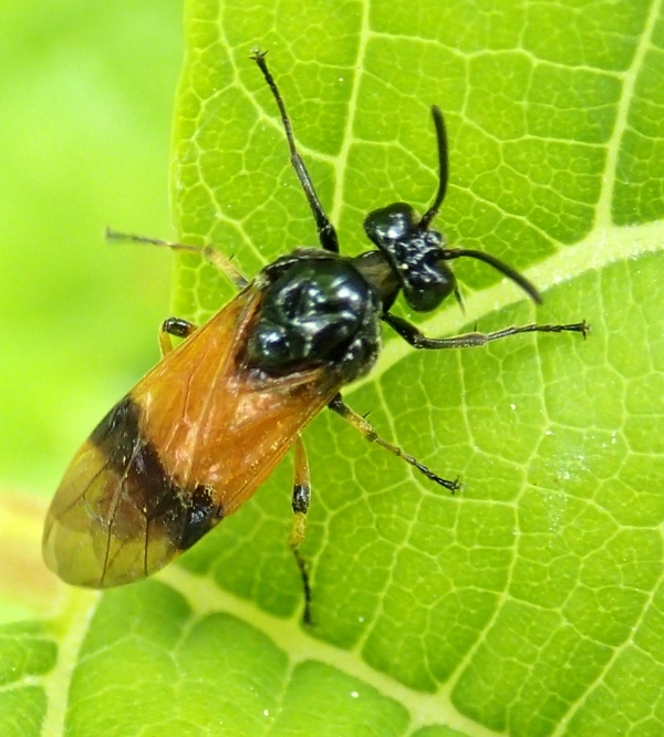 Argidae